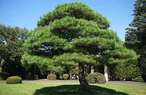 マツ1924年、久我山に移転した当初からあった松の木です。