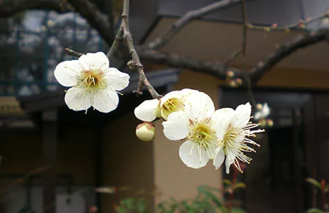 ウメ