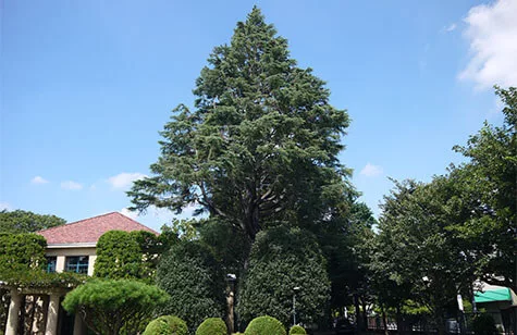 ヒマラヤスギ1930年頃に植えられました。構内にはこの他に8本のヒマラヤスギがあります。背の高いヒマラヤスギは、中央線に乗ると、吉祥寺・西荻窪間からも遠く見ることができます。