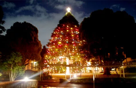 ヒマラヤスギクリスマスツリーになりました。