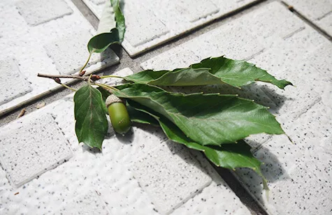 ドングリ残暑さの中にも秋が感じられるようになる9月です。