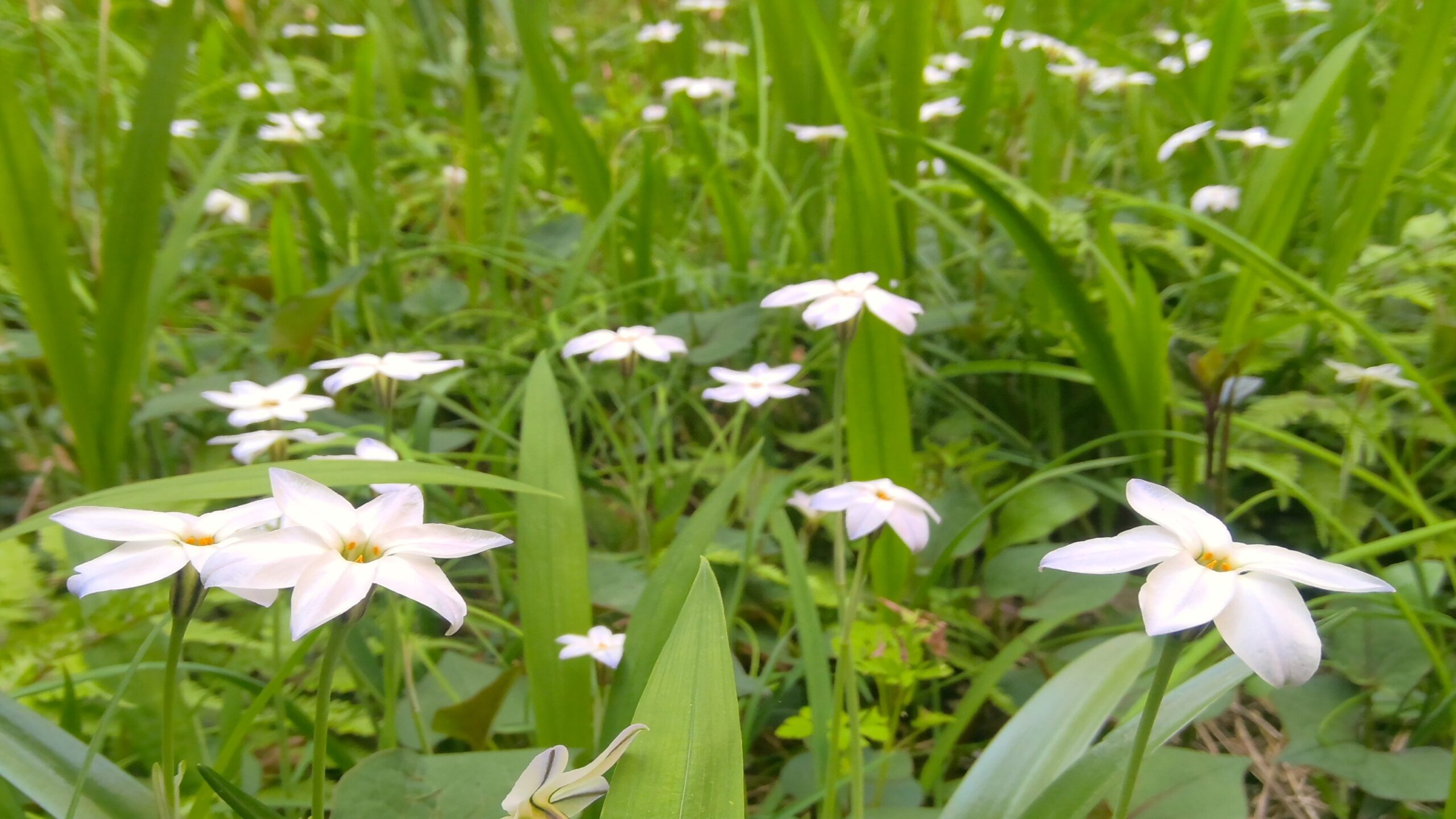 星に願いを ~Spring star flower~