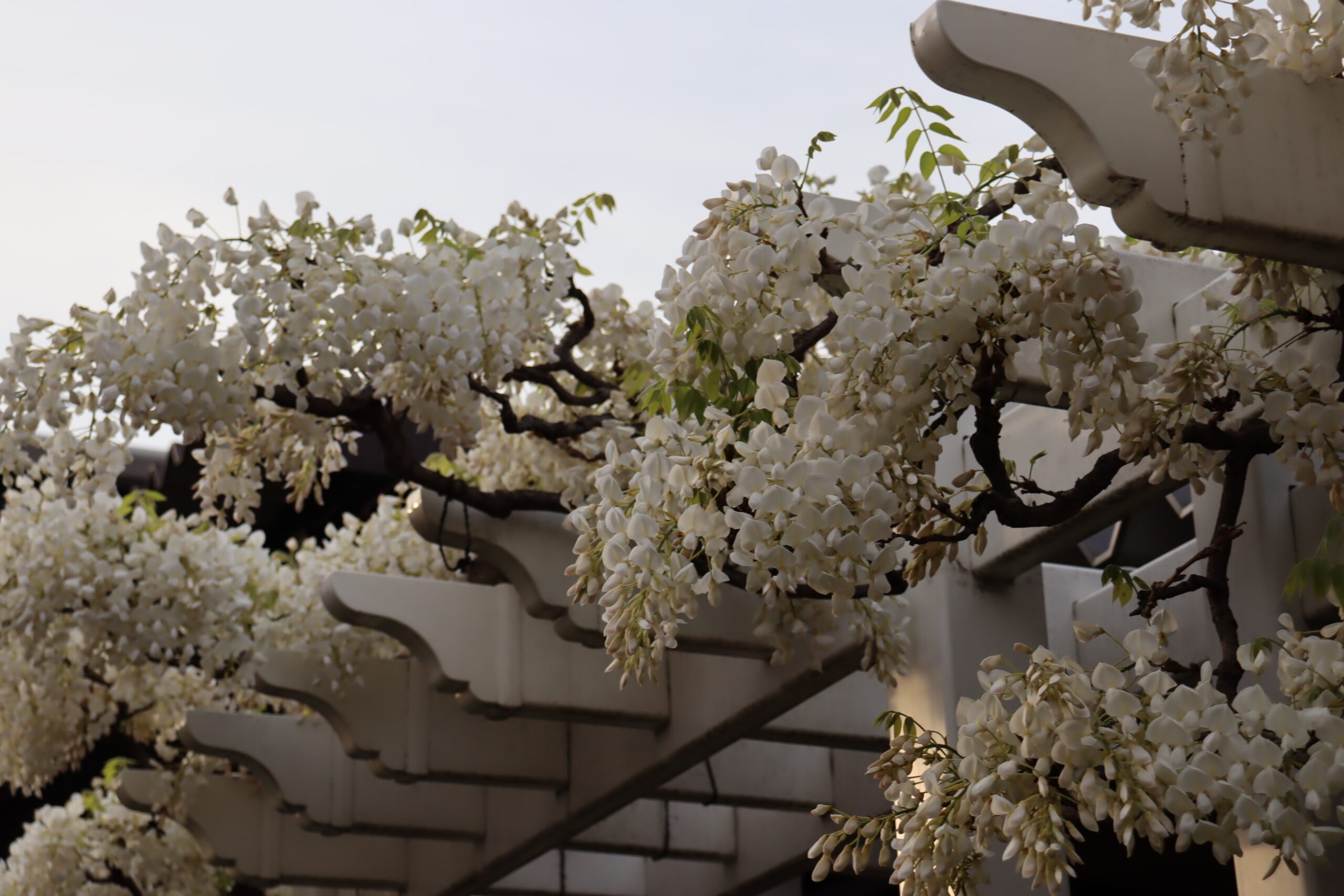 藤の花